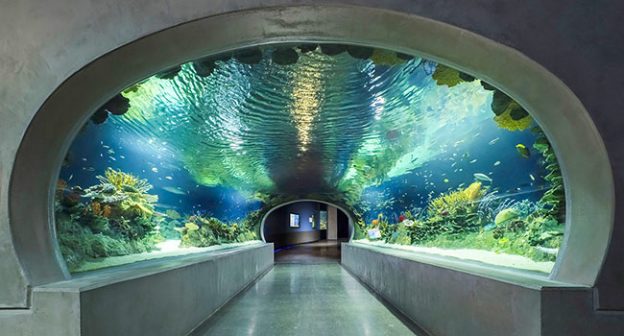 Odysea Aquarium