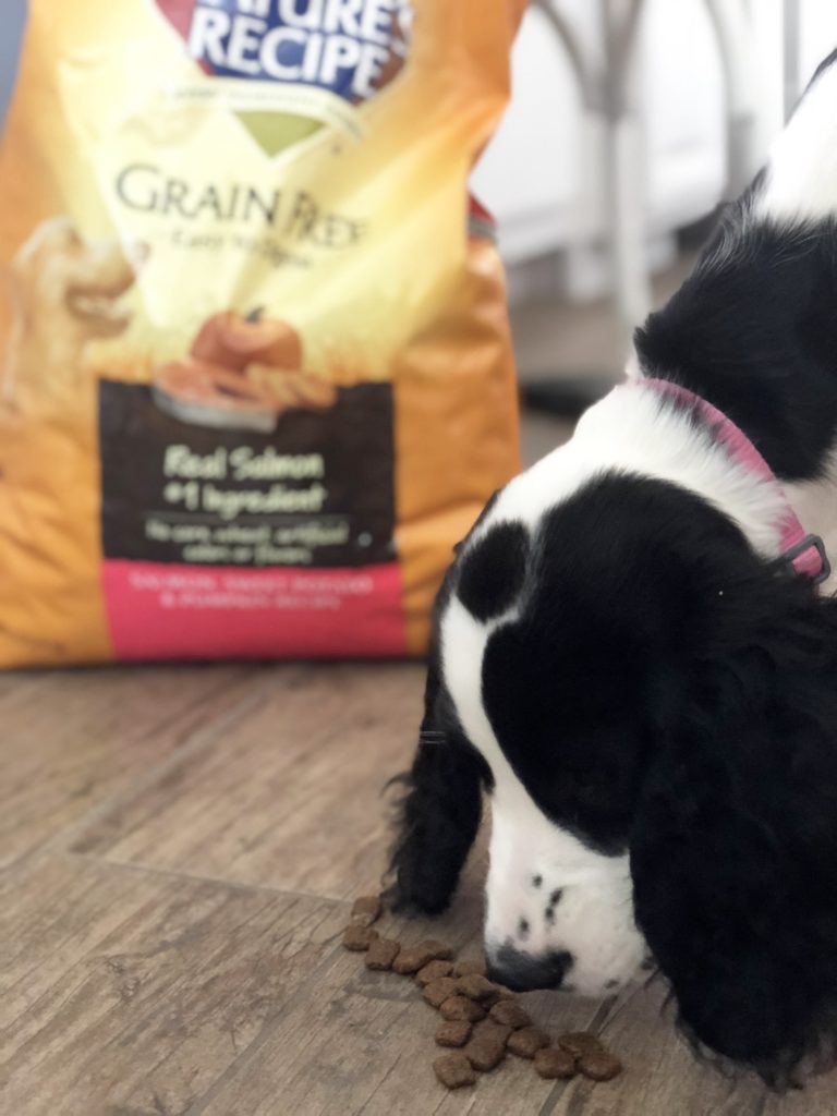 Nature's recipe grain clearance free dog food walmart